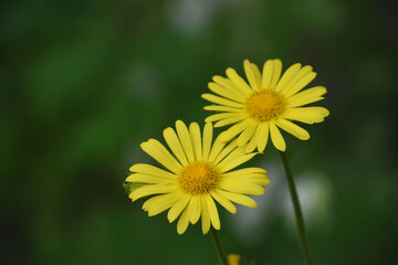 Obraz premium Pair of Blooming Yellow Leopard's Bane Blossoms