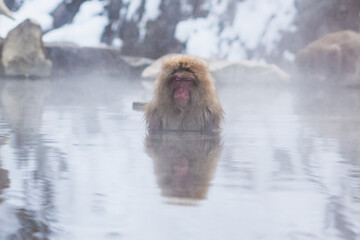 The zen expressions of the Japanese snow monkey relaxing in the hot spring water