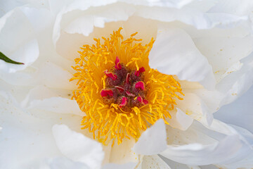 Blooming white double flower peony Minnie Shaylor close-up