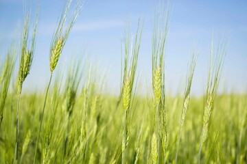 Green barley field, healthy food agriculture farm