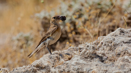 different shots of Northern Wheatear bird at noon on a hot day ( Oenanthe oenanthe )