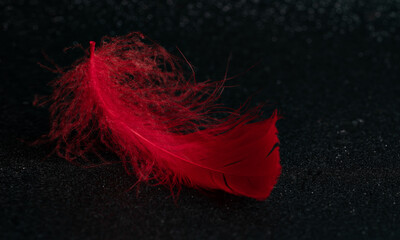 Red feathers are placed on a black background. © Cheangchai