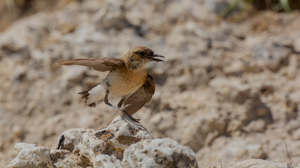 different shots of Northern Wheatear bird at noon on a hot day ( Oenanthe oenanthe )