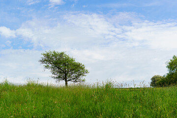 Fototapeta na wymiar Isolated small single tree in a field of long grass with white clouds and blue sky in the background.