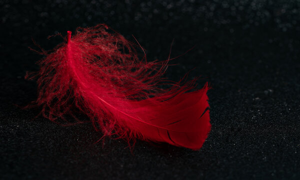 Red feathers are placed on a black background.