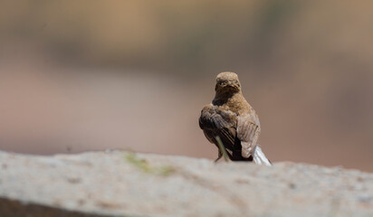 different shots of Northern Wheatear bird at noon on a hot day ( Oenanthe oenanthe )