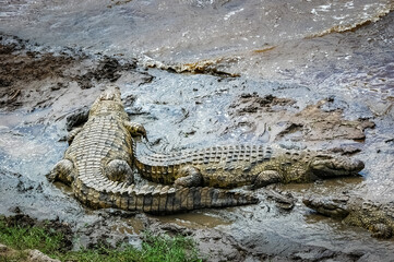 Alligators in the African wild.