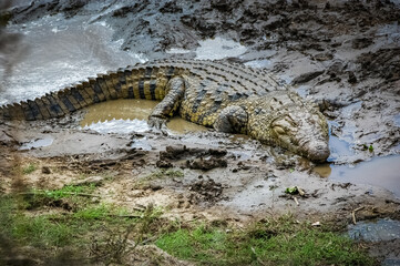 Alligators in the African wild.