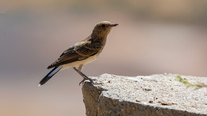different shots of Northern Wheatear bird at noon on a hot day ( Oenanthe oenanthe )