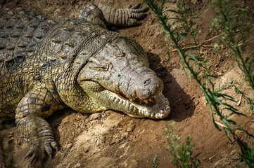 Alligators in the African wild.