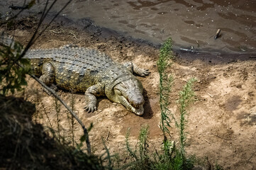 Alligators in the African wild.