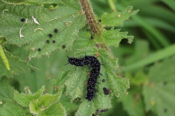 Chenille le paon du jour