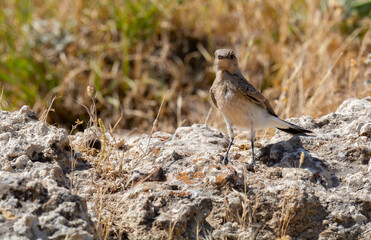 different shots of Northern Wheatear bird at noon on a hot day ( Oenanthe oenanthe )