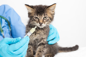 The veterinarian gives the kitten a cure for the worms. Prevention and treatment of cats,...