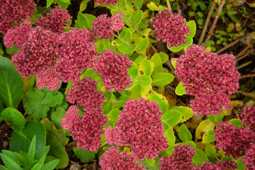 red and yellow flowers