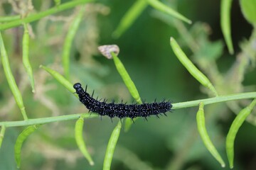 Chenille le paon du jour