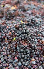 Racimo de uvas morado