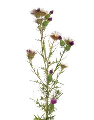 Pink burdock flower and seeds with leaves isolated on white background, clipping path