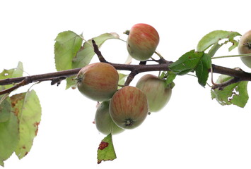 Close up organic wild apple isolated on white background