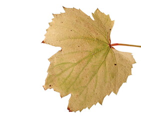Yellow grapevine, vine leaf isolated on white background with clipping path