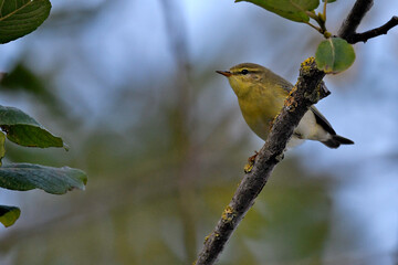 Fitis //  Willow Warbler (Phylloscopus trochilus)