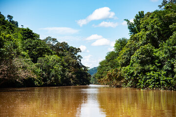 Fototapeta premium river in the forest