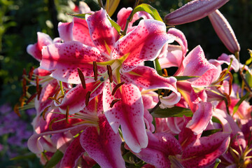 Beautiful colorful delicate white-pink lilies blooming in the summer garden