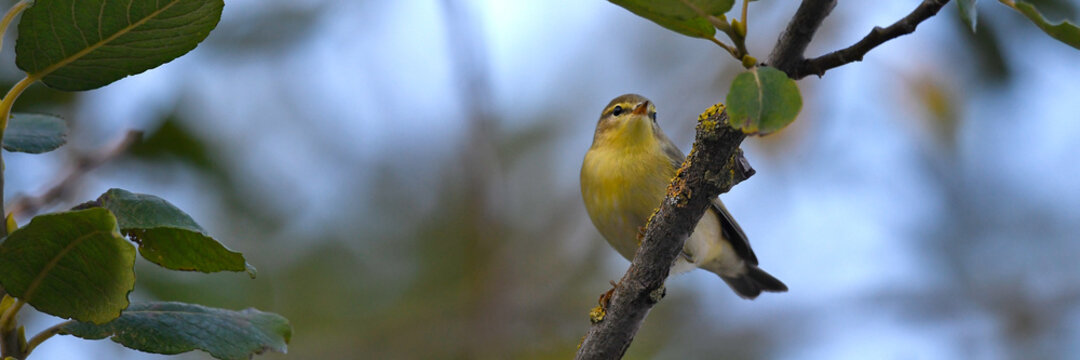 Willow Warbler // Fitis (Phylloscopus trochilus)