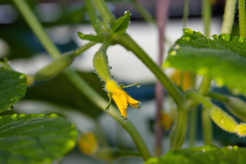 Close up of delicate yellow cucumber ovary flower with dew drops