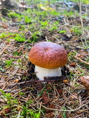 A young boletus mushroom in the forest. Gifts of nature.