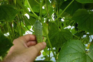A farmer harvests fresh fragrant cucumbers in a greenhouse