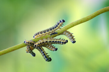 macro view of Pieris brassicae caterpillars on green leaf.