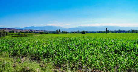 Green corn field planting，wide field of view and high viewing angle