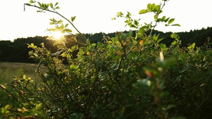 Green Field Meadow With Tall Grass Bushes and Shrubs during Golden Sunset Poland Landscape	
