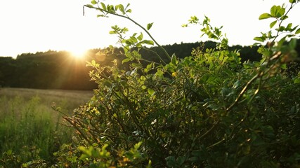 Green Field Meadow With Tall Grass Bushes and Shrubs during Golden Sunset Poland Landscape	