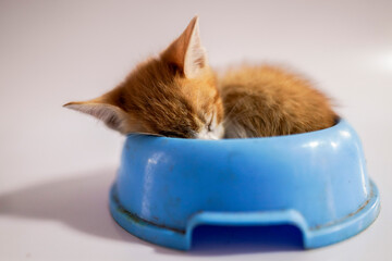 Pequeño gato durmiendo el plato azul
