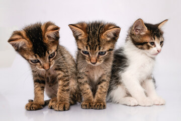 Tres gatos pequeños