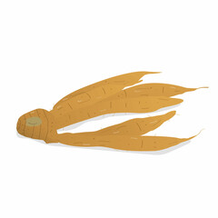 Fingerroot Boesenbergia rotunda Thai Spice. Thailand herbal medicine . isolated background.