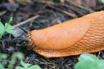 braune Nacktschnecke mit Fühlern