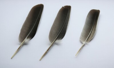 three dove feathers in a row with a white background closeup