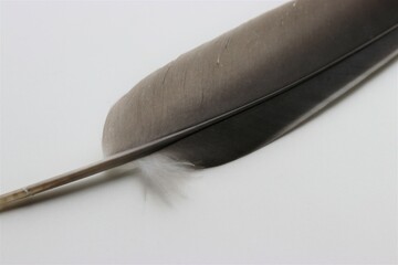 a part of a beautiful grey dove feather closeup with a white background