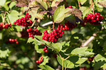 Red berries growing on a tree in the sunshine