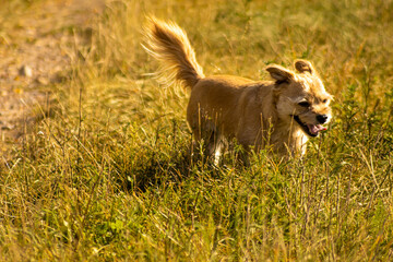 Der Hund rennt