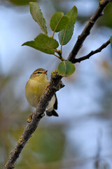 Fitis // Willow Warbler (Phylloscopus trochilus)