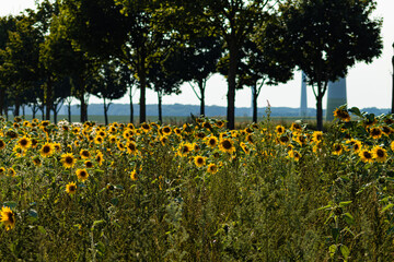 Obraz premium Sonnenblumen
