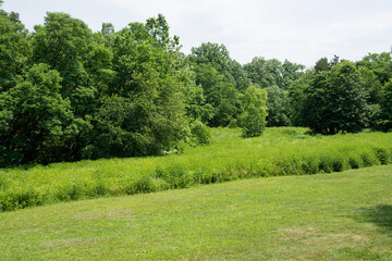 Fototapeta na wymiar landscape with trees and green grass