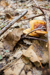  mushrooms in the autumn forest. Autumn in the forest