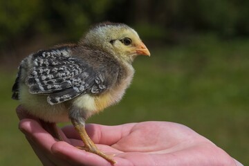 Cute baby Araucana chick in the hand.