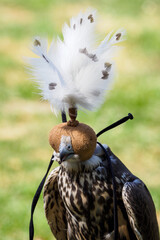 An ornate cap on the head of a buzzard with white feathers.