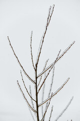 Close-up glittering tree branches with a thick layer of ice. Winter concept.